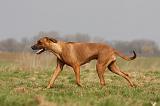 RODESIAN RIDGEBACK 142